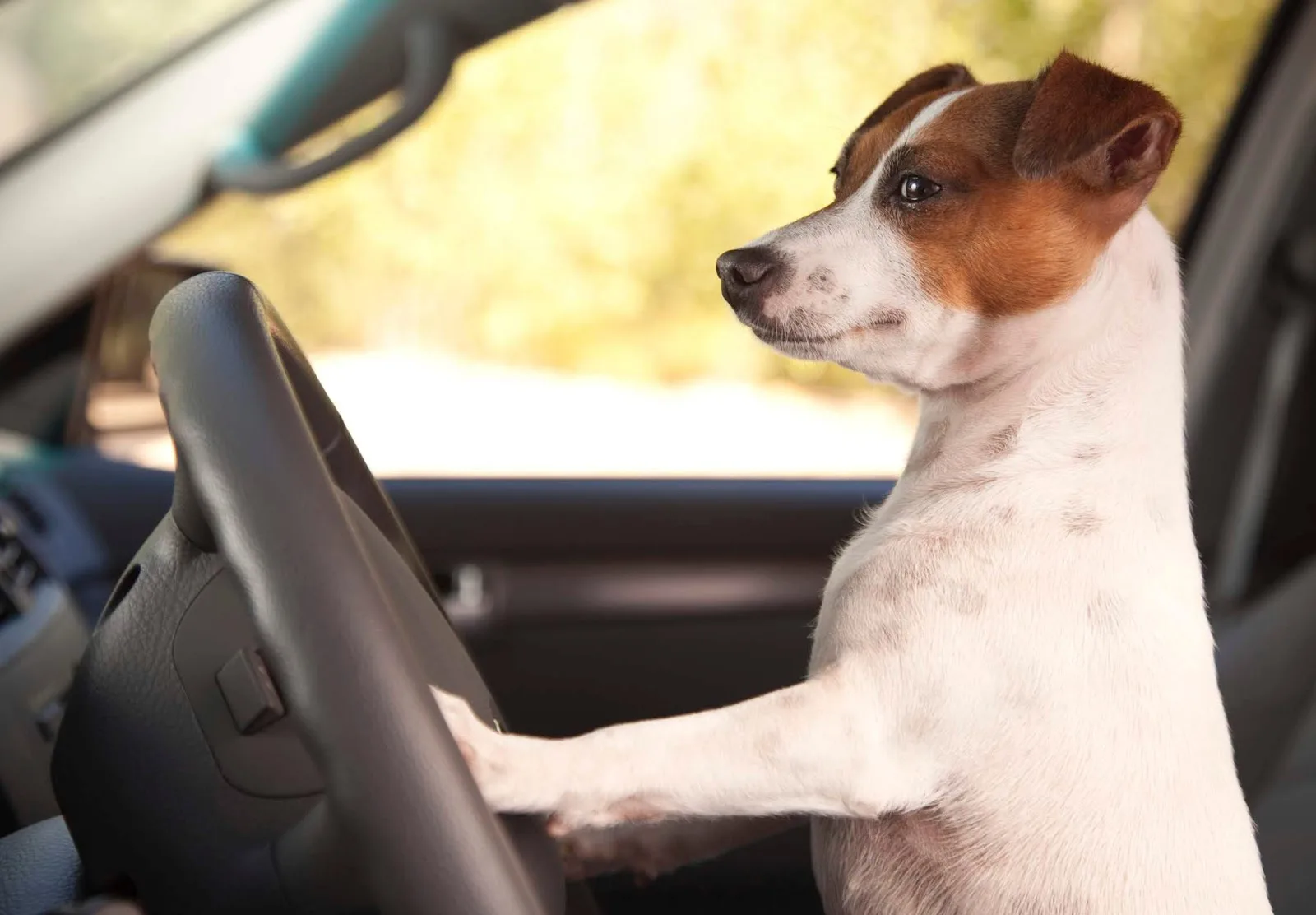 TESLA AL LAVORO PER UNA "DOG MODE"